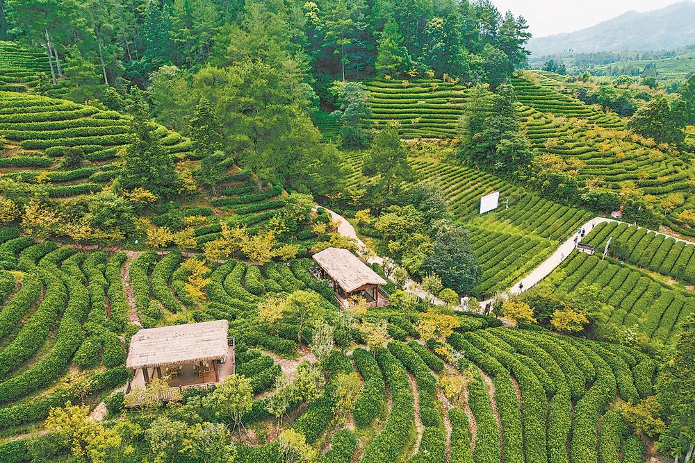 “三茶”统筹香飘万里